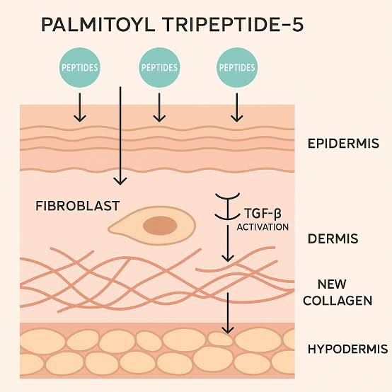 The mechanism of action of Palmitoyl Tripeptide-5 The mechanism of action of Palmitoyl Tripeptide-5
